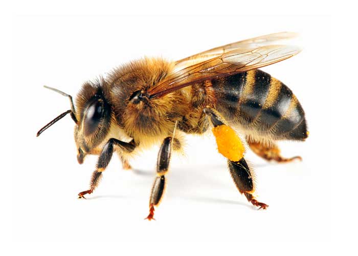 Honey Bee Pollen